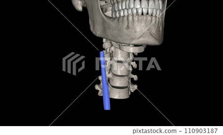 The internal jugular vein is a paired venous structure that collects blood from the brain, superficial regions of the face, and neck 110903187
