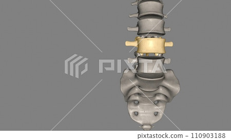 The L4 and L5 are the lowest vertebrae, or spinal bones, in the lumbar spine The L4 and L5 are the lowest vertebrae, or spinal bones, in the lumbar spine 110903188