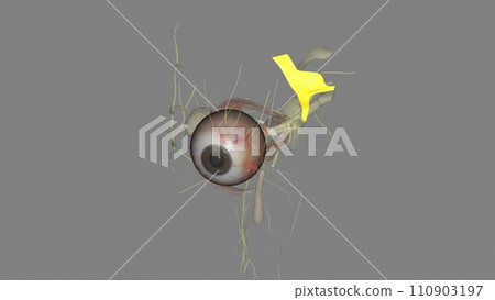 Eye movement; pupil constriction. Trochlear Nerve, Eye movement . Eye movement; pupil constriction. Trochlear Nerve, Eye movement . 110903197