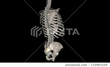 The posterior sacroiliac ligament is a compound ligament composed of three distinct bands The posterior sacroiliac ligament is a compound ligament composed of three distinct bands 110903204