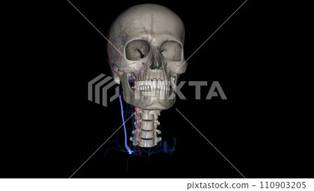 The external jugular is a large vein used in prehospital medicine for venous access The external jugular is a large vein used in prehospital medicine for venous access 110903205