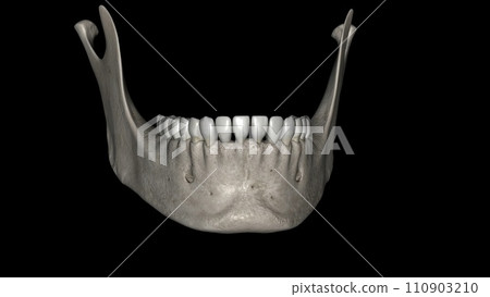 The mandible is the largest and strongest bone of the human skull The mandible is the largest and strongest bone of the human skull 110903210