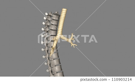 Trachea, in vertebrates and invertebrates, a tube or system of tubes that carries air Trachea, in vertebrates and invertebrates, a tube or system of tubes that carries air 110903214
