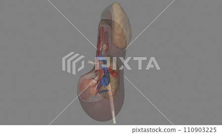 The renal veins in the renal circulation, 110903225