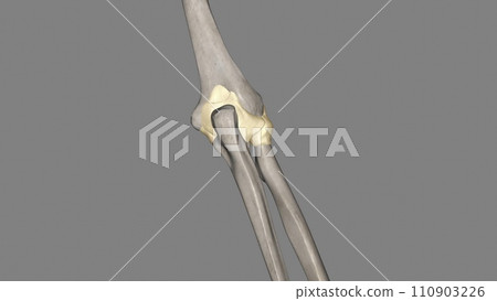 Joint capsule of the elbow joint 110903226