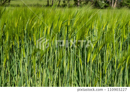 Wheat field Ears of golden wheat close up Beautiful Nature Landscape Rich harvest Concept 110903227