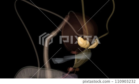 A seminal vesicle is a part of the anatomy that's typically considered male 110903232