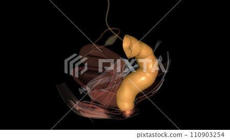 rectum is at the end of your colon and on the other side of your anal canal rectum is at the end of your colon and on the other side of your anal canal 110903254