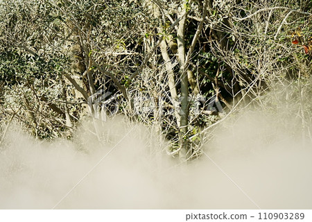 Bleached plants and fumarole 110903289