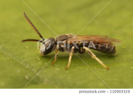Closeup on a small male Common bronze furrow bee, Halictus tumulorum sitting on a green leaf Closeup on a small male Common bronze furrow bee, Halictus tumulorum sitting on a green leaf 110903329