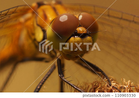 Closeup on a Ruddy darter dragonfly, Sympetrum sanguineum against a green blurred background 110903330