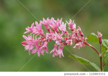 Colorful closeup of an early red-flowering currant flower, ribes sanguineum in the garden 110903331