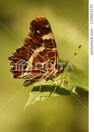 Closeup on a Map butterfly, Araschnia levana sitting on a green leaf with closed wings Closeup on a Map butterfly, Araschnia levana sitting on a green leaf with closed wings 110903335