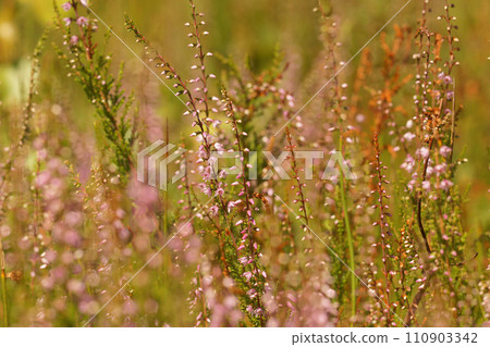 Closeup on an aggregation of flowering Heather, Calluna vulgaris, in the field 110903342