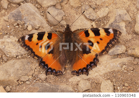 Closeup on a Small tortoiseshell butterfly, Aglais urticae sitting with spread wings 110903348