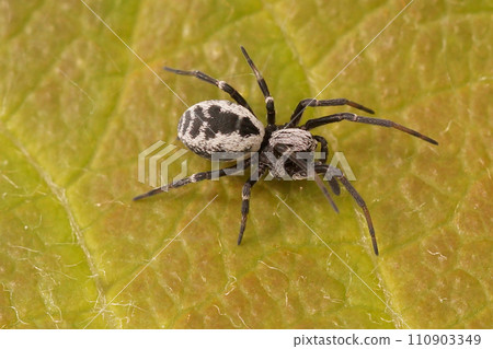 Closeup on a small, colorful black and white meshweaver spider, Dictyna species, sitting on a green leaf Closeup on a small, colorful black and white meshweaver spider, Dictyna species, sitting on a green leaf 110903349