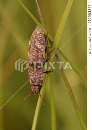 Natural vertical close-up on a grey colored clicking beetle, Agrypnus murina on a grass-straw Natural vertical close-up on a grey colored clicking beetle, Agrypnus murina on a grass-straw 110903351