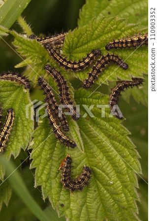 Vertical closeup on the caterpillar of the colorful small tortoise-shell butterfly, Aglais urticae on a green leaf 110903352