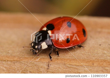 Closeup on a colorful red European seven-spot ladybird, Coccinella septempunctata in the garden 110903357