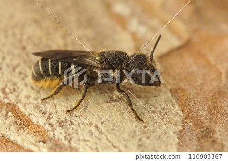 Closeup on a Mediterranean blue-eyed female small resin bee, Heriades Crenulatus, in the Gard, France Closeup on a Mediterranean blue-eyed female small resin bee, Heriades Crenulatus, in the Gard, France 110903367