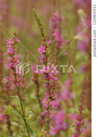 Vertical closeup on a purple flowering purple loosestrife wildflower, Lythrum salicaria 110903431