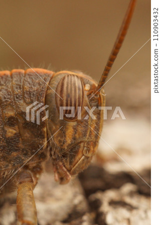 Closeup on a brown adult Egyptian grasshopper or locust,Anacridium aegyptium sitting on a piece of wood Closeup on a brown adult Egyptian grasshopper or locust,Anacridium aegyptium sitting on a piece of wood 110903432