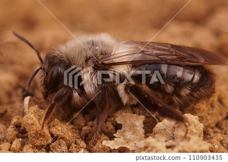 Closeup on a fluffy, female European grey-backed mining bee, Andrena vaga on the ground 110903435