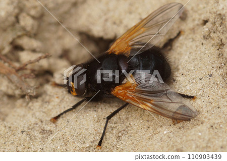 Dorsal closeup of a colorful black noon or noonday fly, Mesembrina meridiana fly sitting on the ground in the field Dorsal closeup of a colorful black noon or noonday fly, Mesembrina meridiana fly sitting on the ground in the field 110903439