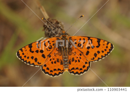 Closeup on a colorful orange spotted or red-band fritillary butterfly, Melitaea didyma with spread wings , Gard, France 110903441