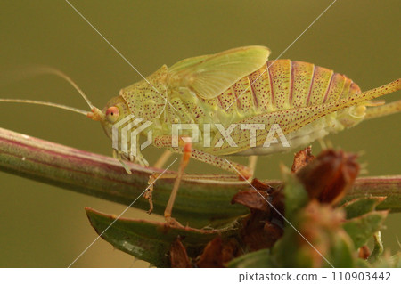 Closeup on a green nymph Sickle-bearing Bushcricket, Phaneroptera falcata sitting on a twig in Gard, France Closeup on a green nymph Sickle-bearing Bushcricket, Phaneroptera falcata sitting on a twig in Gard, France 110903442