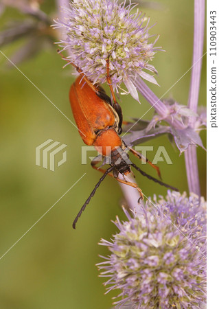 Vertical closeup on a Red-brown Longhorn Beetle, Corymbia rubra on a blue Eryngium thistle 110903443