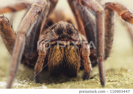 Facial closeup on the biggest European wolf spider , Hogna radiata in Southern France 110903447