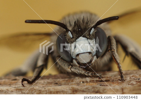 Frontal facial closeup on a cute White-cheeked banded digger bee, Amegilla albigena , Gard, France 110903448