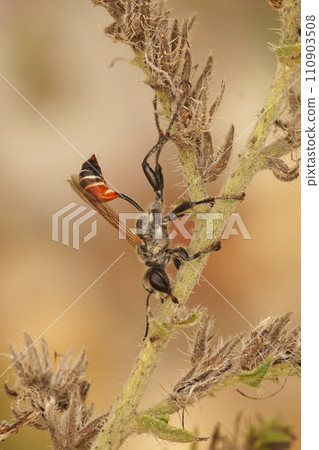 Vertical closeup on a Mediterranean Prionyx kirbii wasp, resting on a plant , Sphecidae, Hymenoptera 110903508