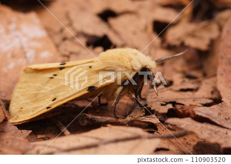 Closeup on a yellow Buff ermine moth, Spilosoma lutea sitting on dried forest litter Closeup on a yellow Buff ermine moth, Spilosoma lutea sitting on dried forest litter 110903520