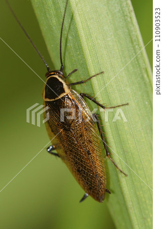 Vertical closeup on a forest or lesser cockroach, Ectobius sylvestris sitting on a green leaf Vertical closeup on a forest or lesser cockroach, Ectobius sylvestris sitting on a green leaf 110903523