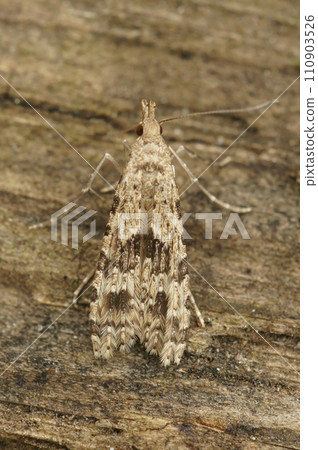 Closeup on the European many or twenty plume Moth, Alucita hexadactyla,sitting on wood with closed wings Closeup on the European many or twenty plume Moth, Alucita hexadactyla,sitting on wood with closed wings 110903526
