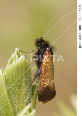 Closeup on a European metallic colored micro moth, Adela cuprella , on Willow, Salix leaf, it's host plant Closeup on a European metallic colored micro moth, Adela cuprella , on Willow, Salix leaf, it's host plant 110903530