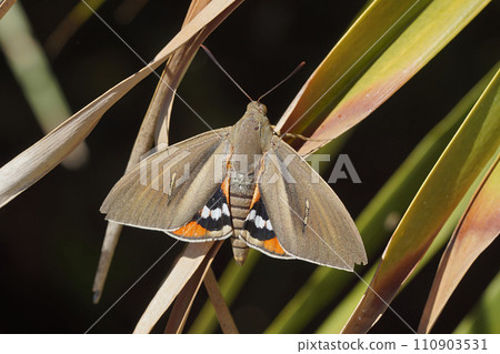Closeup on a palm tree butterfly , Paysandisia archon, a fast spreading, introduced, pest species From Uruguya and Argentina that attacks palm trees Closeup on a palm tree butterfly , Paysandisia archon, a fast spreading, introduced, pest species From Uruguya and Argentina that attacks palm trees 110903531