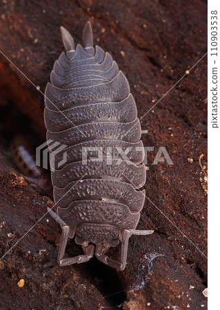 Vertical closeup on a common rough-skinned woodlouse, Porcellio scaber sitting on some rotten wood in the forest floor Vertical closeup on a common rough-skinned woodlouse, Porcellio scaber sitting on some rotten wood in the forest floor 110903538