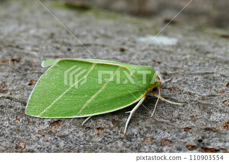 Closeup of the colorful green Scarce Silver-lines owlet moth. Bena bicolorana sitting on wood 110903554