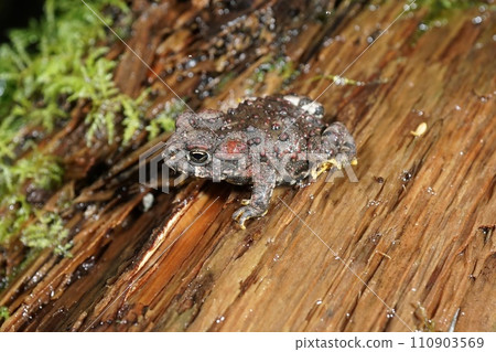 Close up on a juvenile Western toad, Anaxyrus boreas, sitting on the forest floor 110903569