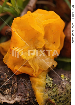 Vertical closeup on a yellow brain, golden jelly fungus, Tremella mesenterica in the forest 110903583