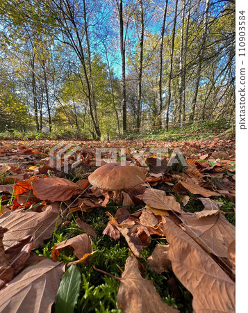 Closeup on a cep or penny bun mushroom, Boletus edulis mushroom on the forest floor 110903584