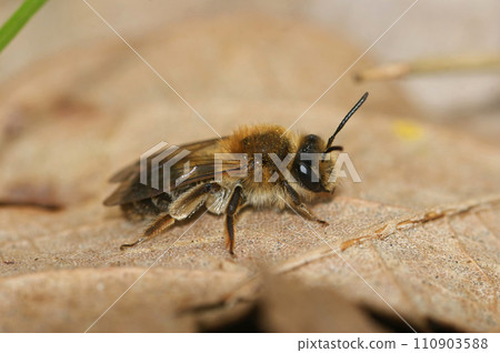 Closeup on a Mellow miner solitary bee, Andrena mitis, sitting on a dried leaf Closeup on a Mellow miner solitary bee, Andrena mitis, sitting on a dried leaf 110903588
