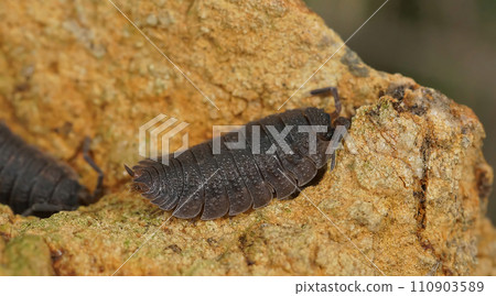 Closeup on a rough woodlouse, Porcellio scaber from Oergon, USA Closeup on a rough woodlouse, Porcellio scaber from Oergon, USA 110903589
