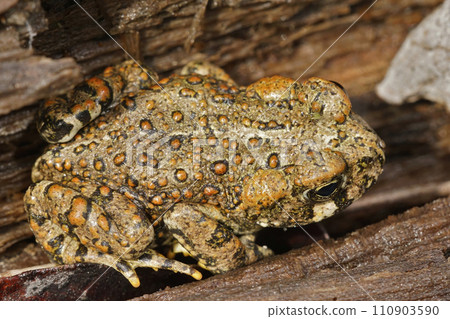 Closeup on beautiful brass colored juvenile of Anaxyrus boreas, Western toad in Northern California sitting on redwood Closeup on beautiful brass colored juvenile of Anaxyrus boreas, Western toad in Northern California sitting on redwood 110903590