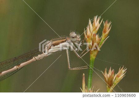 Closeup on the Common winter damselfly, Sympecma fusca perched in the vegetation 110903600