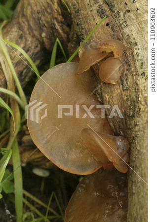 Vertical closeup on a Jelly ear mushrooms, Hirneola auricula-judae growing on a branch 110903602
