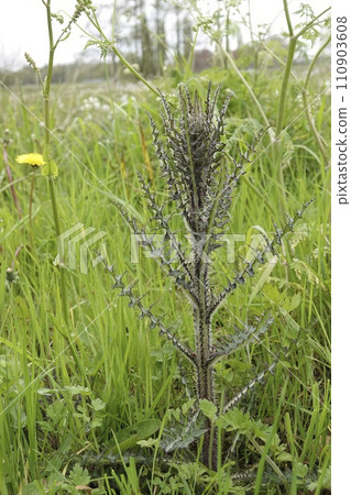 Vertical closeup on an emerging young Marsh thistloe; Cirsium palustre Vertical closeup on an emerging young Marsh thistloe; Cirsium palustre 110903608